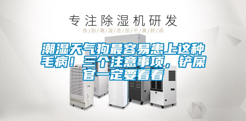 潮濕天氣狗最容易患上這種毛病！三個注意事項，鏟屎官一定要看看